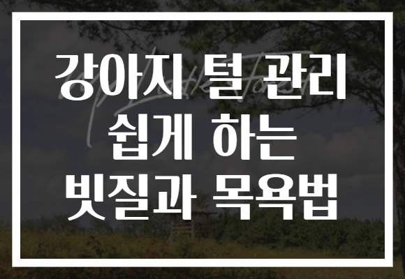 강아지 털 관리 쉽게 하는 빗질과 목욕법