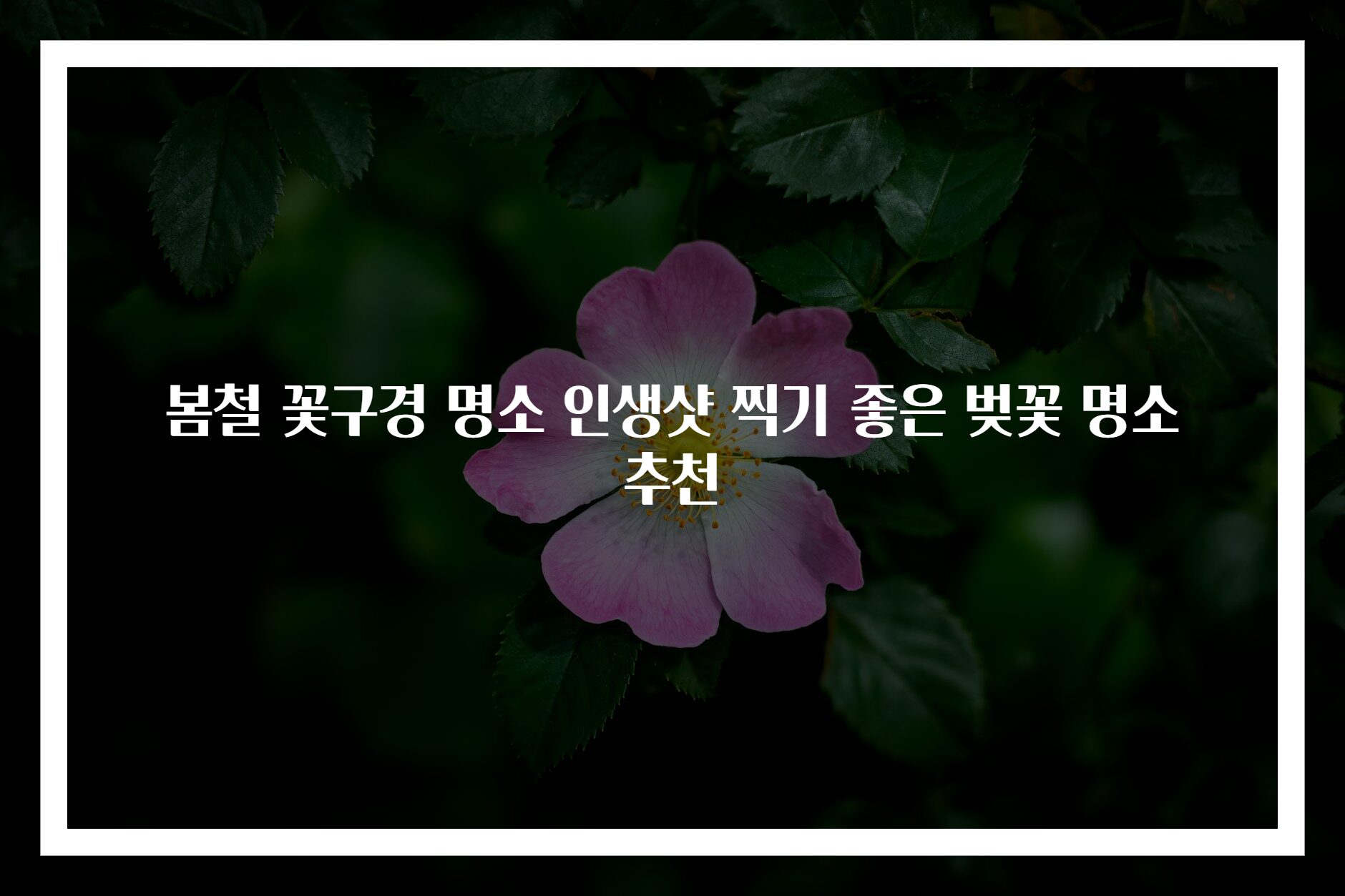 봄철 꽃구경 명소 인생샷 찍기 좋은 벚꽃 명소 추천