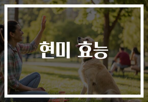 현미 효능