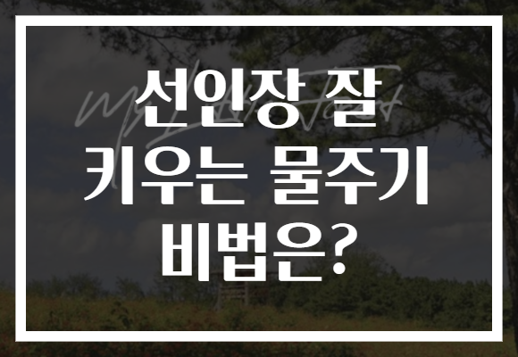선인장 잘 키우는 물주기 비법은?