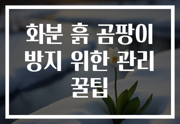 화분 흙 곰팡이 방지 위한 관리 꿀팁