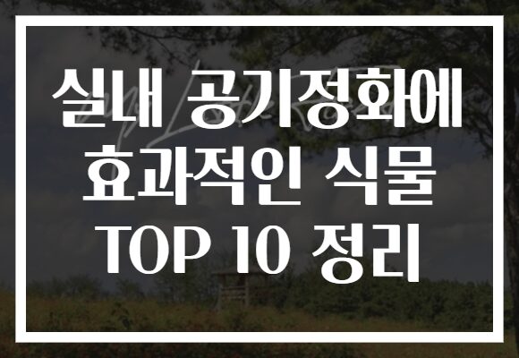 실내 공기정화에 효과적인 식물 TOP 10 정리