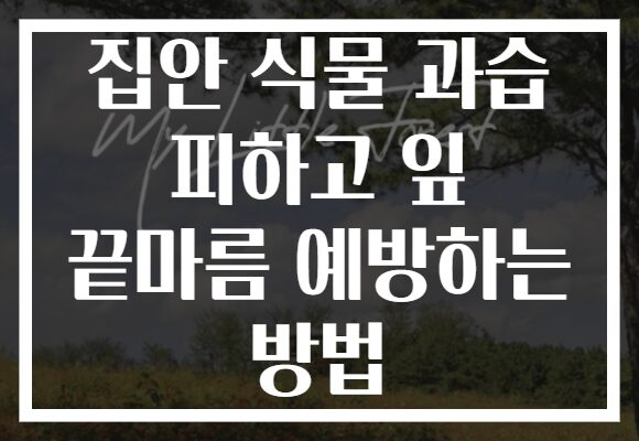 집안 식물 과습 피하고 잎 끝마름 예방하는 방법