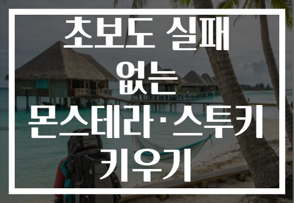 초보도 실패 없는 몬스테라·스투키 키우기