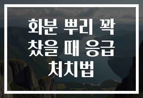 화분 뿌리 꽉 찼을 때 응급 처치법