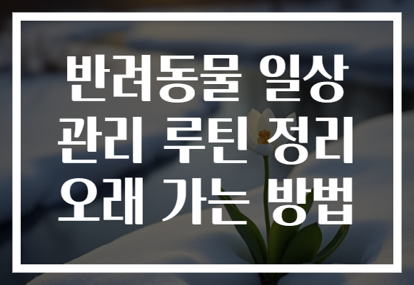 반려동물 일상 관리 루틴 정리 오래 가는 방법