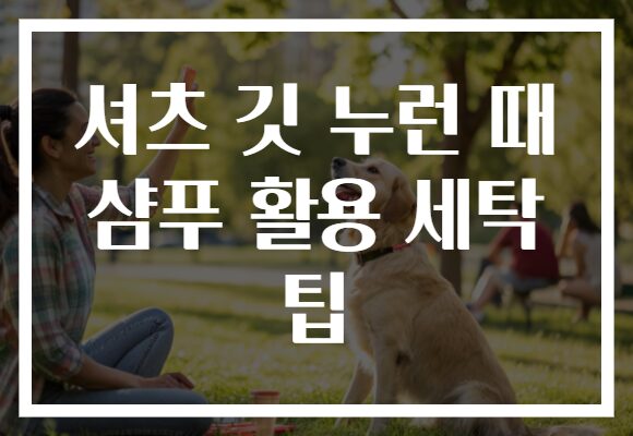 셔츠 깃 누런 때 샴푸 활용 세탁 팁