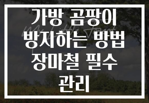 가방 곰팡이 방지하는 방법 장마철 필수 관리