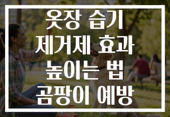 옷장 습기 제거제 효과 높이는 법 곰팡이 예방