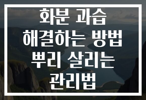 화분 과습 해결하는 방법 뿌리 살리는 관리법