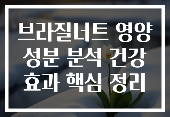 브라질너트 영양 성분 분석 건강 효과 핵심 정리