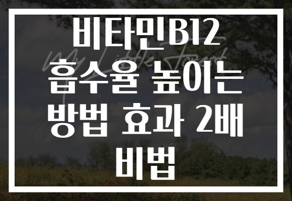 비타민B12 흡수율 높이는 방법 효과 2배 비법