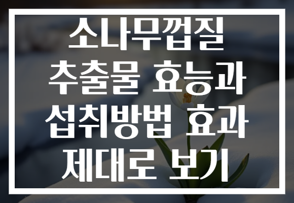 소나무껍질 추출물 효능과 섭취방법 효과 제대로 보기