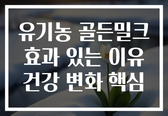 유기농 골든밀크 효과 있는 이유 건강 변화 핵심