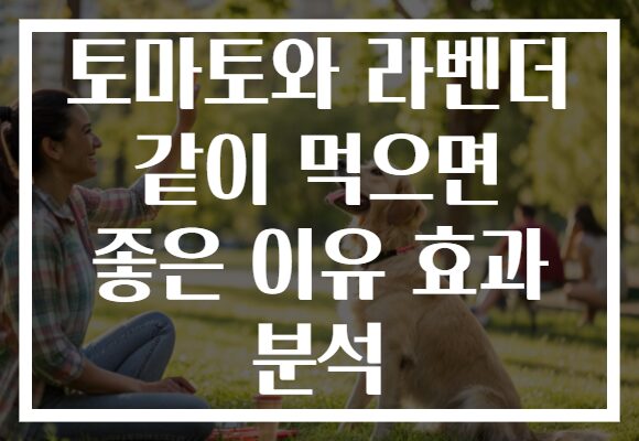 토마토와 라벤더 같이 먹으면 좋은 이유 효과 분석