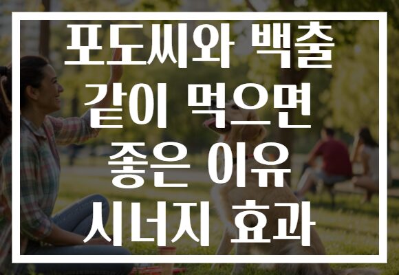 포도씨와 백출 같이 먹으면 좋은 이유 시너지 효과