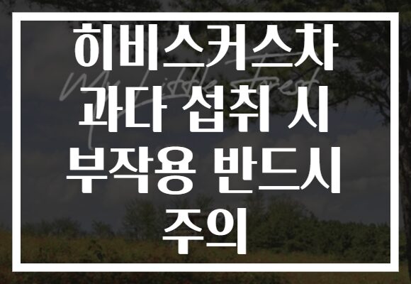 히비스커스차 과다 섭취 시 부작용 반드시 주의
