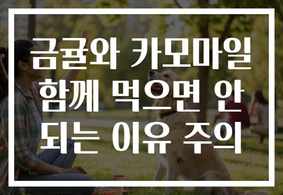 금귤와 카모마일 함께 먹으면 안 되는 이유 주의