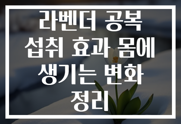 라벤더 공복 섭취 효과 몸에 생기는 변화 정리