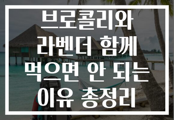 브로콜리와 라벤더 함께 먹으면 안 되는 이유 총정리
