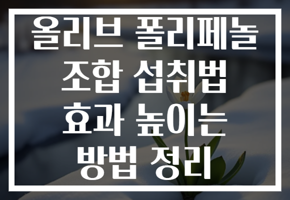 올리브 폴리페놀 조합 섭취법 효과 높이는 방법 정리