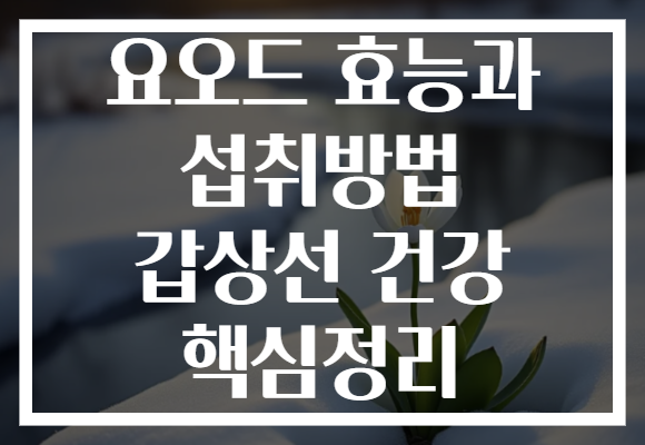 요오드 효능과 섭취방법 갑상선 건강 핵심정리