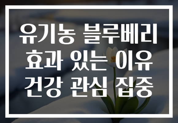 유기농 블루베리 효과 있는 이유 건강 관심 집중
