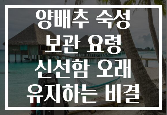 양배추 숙성 보관 요령 신선함 오래 유지하는 비결
