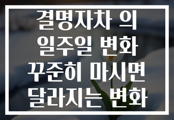 결명자차 의 일주일 변화 꾸준히 마시면 달라지는 변화