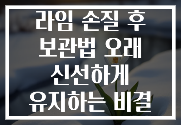 라임 손질 후 보관법 오래 신선하게 유지하는 비결