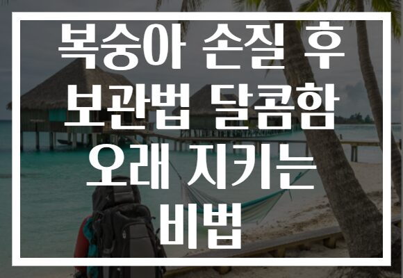 복숭아 손질 후 보관법 달콤함 오래 지키는 비법