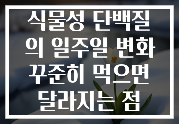 식물성 단백질 의 일주일 변화 꾸준히 먹으면 달라지는 점