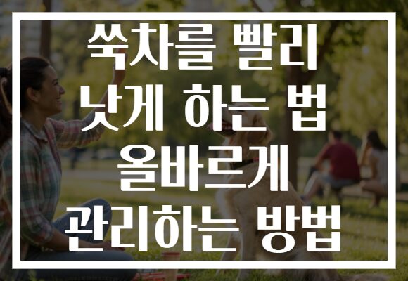 쑥차를 빨리 낫게 하는 법 올바르게 관리하는 방법
