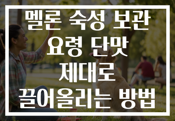 멜론 숙성 보관 요령 단맛 제대로 끌어올리는 방법