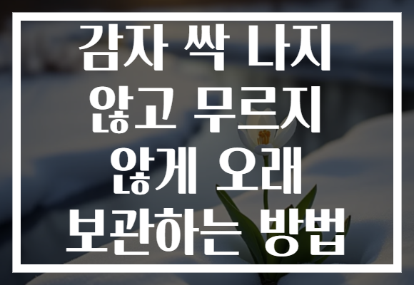 감자 싹 나지 않고 무르지 않게 오래 보관하는 방법