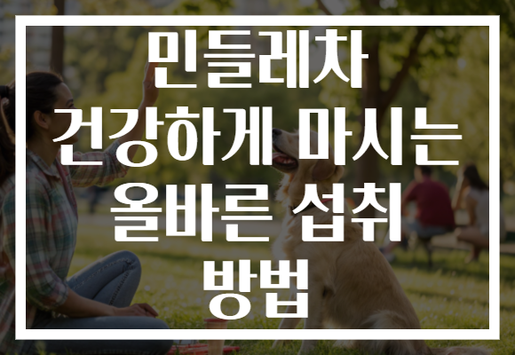 민들레차 건강하게 마시는 올바른 섭취 방법