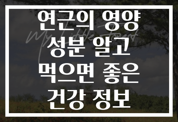 연근의 영양 성분 알고 먹으면 좋은 건강 정보