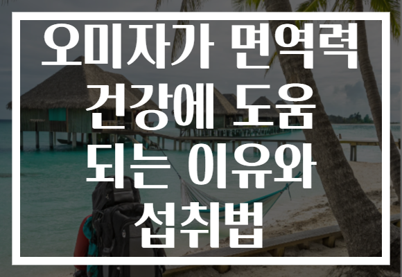 오미자가 면역력 건강에 도움 되는 이유와 섭취법