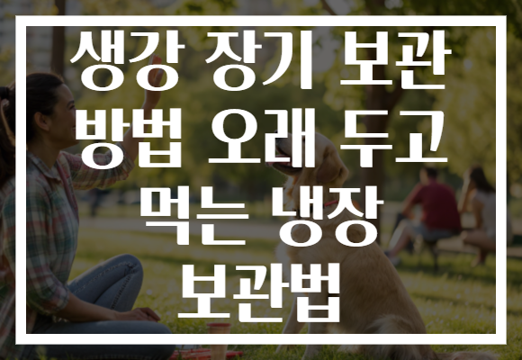 생강 장기 보관 방법 오래 두고 먹는 냉장 보관법